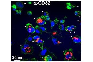 Immunofluorescence: Source: 10. (CD82 antibody)
