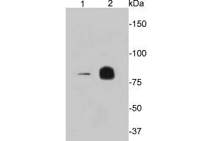 Lane 1: U937, Lane 2: Raji cell lysate probed with PIK3R1 (9B3) Monoclonal Antibody  at 1:1000 overnight at 4˚C. (PIK3R1 antibody)