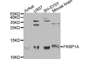 Western blot analysis of extracts of various cell lines, using FKBP1A antibody (ABIN5970884) at 1/1000 dilution. (FKBP1A antibody)