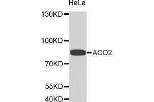 ACO2 antibody  (AA 501-780)