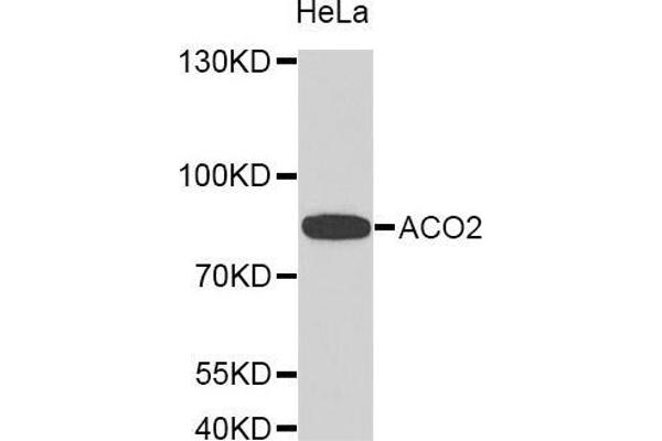 ACO2 antibody  (AA 501-780)