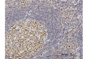 Image no. 1 for anti-Target of EGR1, Member 1 (Nuclear) (TOE1) (AA 1-511) antibody (ABIN599319) (TOE1 antibody  (AA 1-511))
