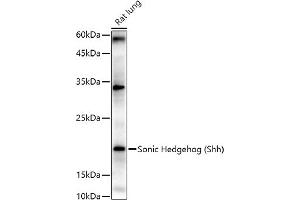 Western blot analysis of extracts of Rat lung, using Sonic Hedgehog (Shh) antibody (ABIN6134067, ABIN6147741, ABIN6147743 and ABIN6223662) at 1:1000 dilution. (Sonic Hedgehog antibody)