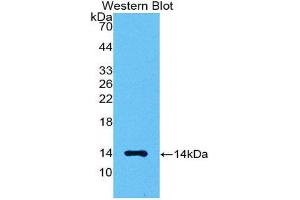 Western Blotting (WB) image for anti-Myostatin (MSTN) (AA 267-375) antibody (ABIN1174886) (MSTN antibody  (AA 267-375))