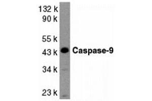 Western Blotting (WB) image for anti-Caspase 9, Apoptosis-Related Cysteine Peptidase (CASP9) (Middle Region 2) antibody (ABIN1031198) (Caspase 9 antibody  (Middle Region 2))