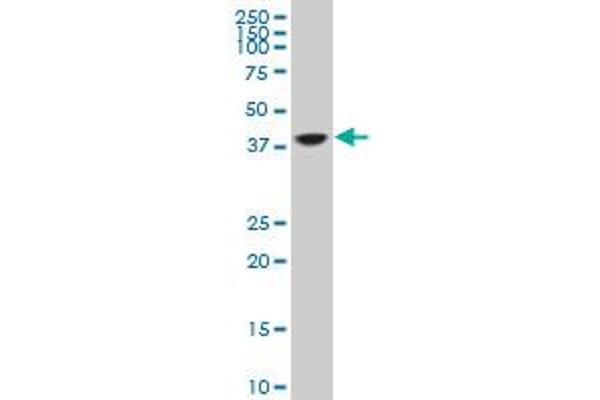 TCEA3 antibody  (AA 1-348)