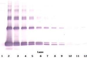 Western Blot unreduced using Interleukin-33 antibody (IL-33 antibody)