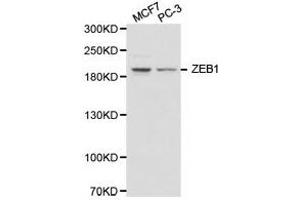 Western Blotting (WB) image for anti-Zinc Finger E-Box Binding Homeobox 1 (ZEB1) antibody (ABIN1875385)