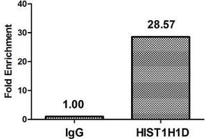 Chromatin Immunoprecipitation Hela (4*10 6 ) were treated with Micrococcal Nuclease, sonicated, and immunoprecipitated with 5 μg anti-HIST1H1D (ABIN7139626) or a control normal rabbit IgG. (Histone H1.3 antibody  (pThr179))