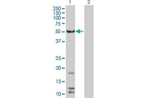 Western Blot analysis of FAF2 expression in transfected 293T cell line by FAF2 MaxPab polyclonal antibody. (FAF2 antibody  (AA 1-445))