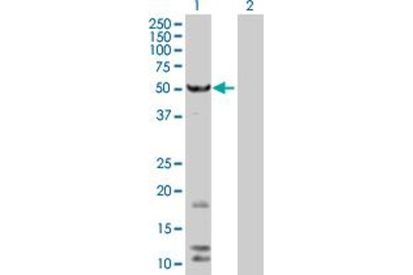 FAF2 anticorps  (AA 1-445)