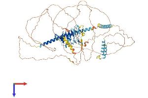 AlphaFold protein structure predicition of Human Recombinant LRRC36 Protein, UniprotID Q1X8D7 (LRRC36 Protein (AA 1-754) (His tag))