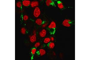 Immunofluorescence Analysis of human HePG2 cells labeling Albumin with Albumin Mouse Monoclonal Antibody (ALB/2355) followed by Goat anti-Mouse IgG-CF488 (Green). (Albumin antibody)