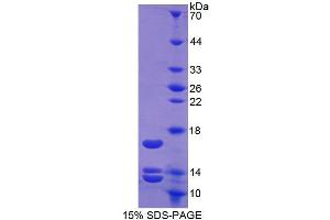 SDS-PAGE analysis of Human Urocortin 2 Protein.