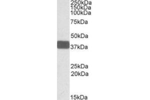 Western Blotting (WB) image for anti-Wingless-Type MMTV Integration Site Family, Member 9B (WNT9B) (Internal Region) antibody (ABIN2464236) (WNT9B antibody  (Internal Region))