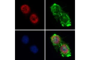 ABIN6261140 and ABIN6268860 staining HepG2 by IF/ICC. (Cyclin A1 antibody  (C-Term))