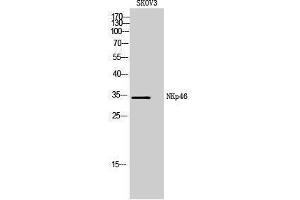 Western Blotting (WB) image for anti-Natural Cytotoxicity Triggering Receptor 1 (NCR1) (Internal Region) antibody (ABIN3181460) (NCR1 antibody  (Internal Region))