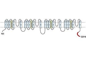 Representative domain view of the target of ABIN7885411.