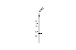 Anti-C1QTNF6 Antibody (N-term) at 1:1000 dilution + HepG2 whole cell lysate Lysates/proteins at 20 μg per lane. (CTRP6 antibody  (N-Term))
