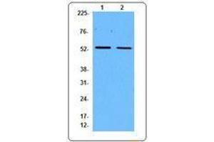 Western Blotting (WB) image for anti-Cyclin B1 (CCNB1) antibody (ABIN2664911) (Cyclin B1 antibody)