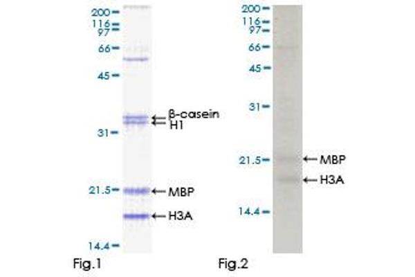 TP53RK Protein (AA 1-253) (GST tag)