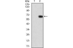 Western blot analysis using VAV2 mAb against HEK293 (1) and VAV2 (AA: 552-868)-hIgGFc transfected HEK293 (2) cell lysate. (VAV2 antibody  (AA 552-868))