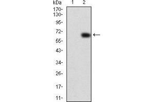Western blot analysis using VAV2 mAb against HEK293 (1) and VAV2 (AA: 552-868)-hIgGFc transfected HEK293 (2) cell lysate.