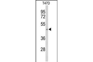 Western blot analysis of ACR Antibody in T47D cell line lysates (35ug/lane) (Achaete-scute complex protein T5 (AC) (AA 99-127) antibody)