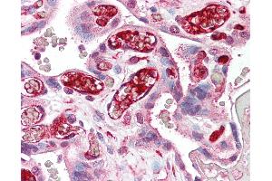Anti-NFE2L3 antibody IHC of human placenta. (NFE2L3 antibody  (AA 351-400))