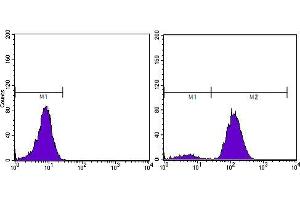 Flow cytometric analysis of PC-3 cells using KLK3 mouse mAb (right) and negative control (left).