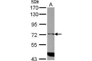 WB Image Sample (30 ug of whole cell lysate) A: Raji 7. (ITPKC antibody)