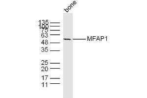 Mouse bone lysates probed with MFAP1 Polyclonal Antibody, unconjugated  at 1:300 overnight at 4°C followed by a conjugated secondary antibody at 1:10000 for 60 minutes at 37°C. (MFAP1 antibody  (AA 31-120))