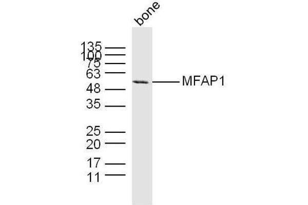 MFAP1 antibody  (AA 31-120)