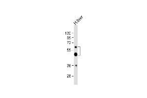 Anti-UGT2B4 Antibody (Center)at 1:2000 dilution + human liver lysates Lysates/proteins at 20 μg per lane. (UGT2B4 antibody  (AA 338-370))