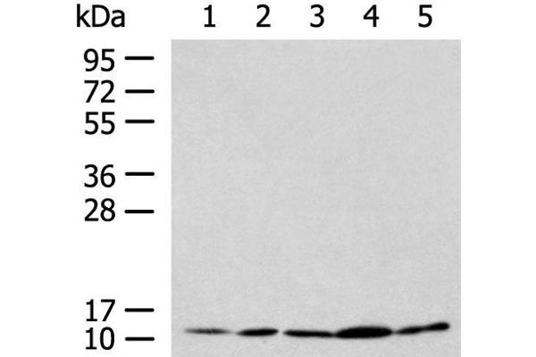 MAGMAS antibody