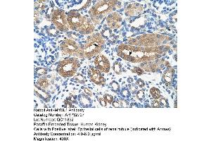 Human kidney (MYBL1 antibody  (Middle Region))