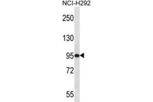 Western Blotting (WB) image for anti-Poly(A) Polymerase gamma (PAPOLG) antibody (ABIN2997196)
