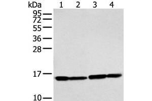 Western blot analysis of 293T and Hela cell using MMGT1 Polyclonal Antibody at dilution of 1:250 (MMGT1 antibody)