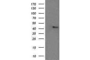 Image no. 4 for anti-Mitogen-Activated Protein Kinase 9 (MAPK9) antibody (ABIN1498930) (JNK2 antibody)