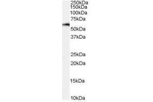 Image no. 1 for anti-Nuclear Factor, Interleukin 3 Regulated (NFIL3) (C-Term) antibody (ABIN374128)