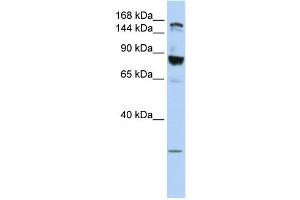 WB Suggested Anti-TJP2 Antibody Titration:  0. (TJP2 antibody  (Middle Region))