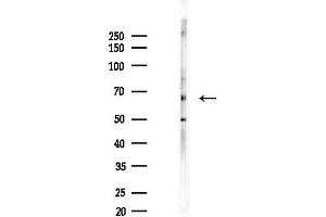 anti-Yes-Associated Protein 1 (YAP1) (pSer941) antibody