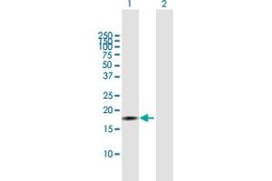 Western Blot analysis of ID4 expression in transfected 293T cell line by ID4 MaxPab polyclonal antibody. (ID4 antibody  (AA 1-161))