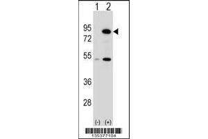 Western blot analysis of THOC1 using rabbit polyclonal THOC1 Antibody using 293 cell lysates (2 ug/lane) either nontransfected (Lane 1) or transiently transfected (Lane 2) with the THOC1 gene. (THOC1 antibody  (C-Term))