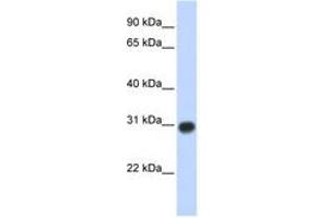 Image no. 1 for anti-Zinc Finger, MYND-Type Containing 19 (ZMYND19) (AA 107-156) antibody (ABIN6741091) (ZMYND19 antibody  (AA 107-156))