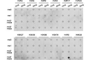 Dot-blot analysis of all sorts of methylation peptides using Symmetric DiMethyl-Histone H4-R3 antibody (ABIN3017488, ABIN3017489, ABIN3017490, ABIN1680265 and ABIN6220116). (Histone H4 antibody  (2meArg3))