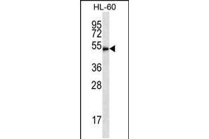 Western blot analysis in HL-60 cell line lysates (35ug/lane). (HDAC3 antibody  (C-Term))