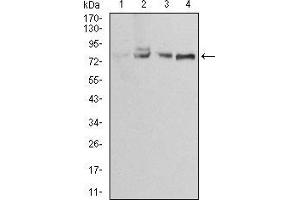Western blot analysis using EZR mouse mAb against Jurkat (1), A431 (2), MCF-7 (3) and Hela (4) cell lysate. (Ezrin antibody  (AA 292-464))
