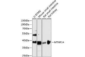 Western blot analysis of extracts of various cell lines, using MTNR1A antibody (ABIN6128254, ABIN6144165, ABIN6144166 and ABIN6216865) at 1:3000 dilution.