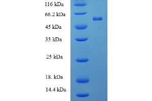 PTPRR Protein (AA 1-412, full length) (His-SUMO Tag)